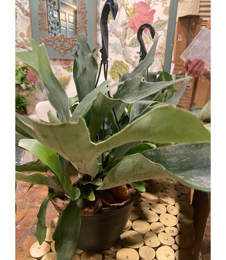 HB-Fern Staghorn 8" hanging basket