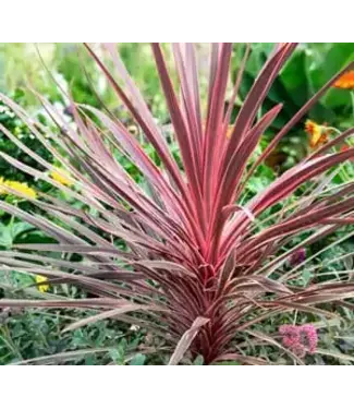 Charlie Boy Cordyline