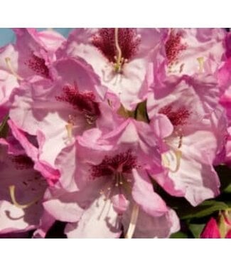 Southern Living Southgate Radiance Rhododendron #2