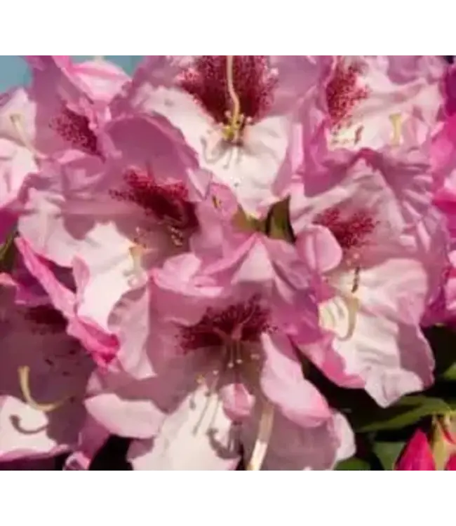 Southern Living Southgate Radiance Rhododendron #2