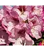 Southern Living Southgate Radiance Rhododendron #2