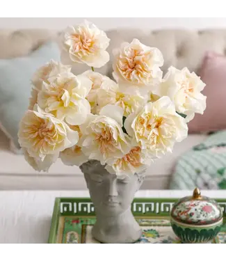 FCS David Austin Rose White w/ Blush Ctr Eugenie