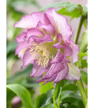 FCS Helleborus Pink Double Elleen Valleflor