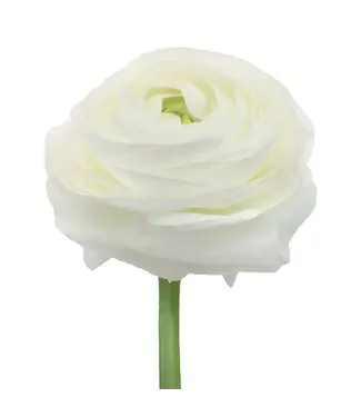 FCS - Ranunculus White/Blush Clooney