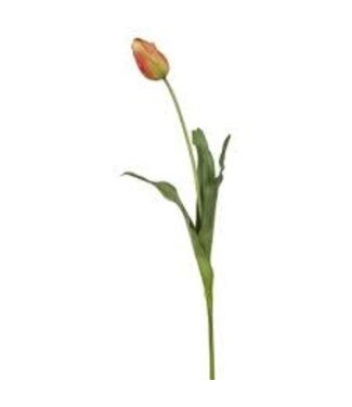 FCS Tulips Asst. Single Stem