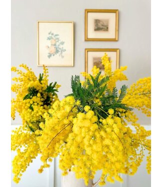 FCS Acacia/Mimosa Yellow Italy ( bunch of 6)