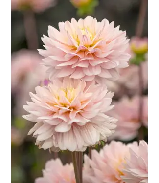 FCS Dahlia Cream/Pink Diana's Memory