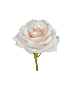 FCS Rose Blush White Fancy Dreams