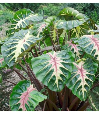 COLOCASIA ROYAL HAWAIIAN 'WAIKIKI'