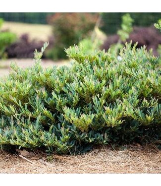 The Plant Shoppe Distylium 'Cinnamon Girl' 2G