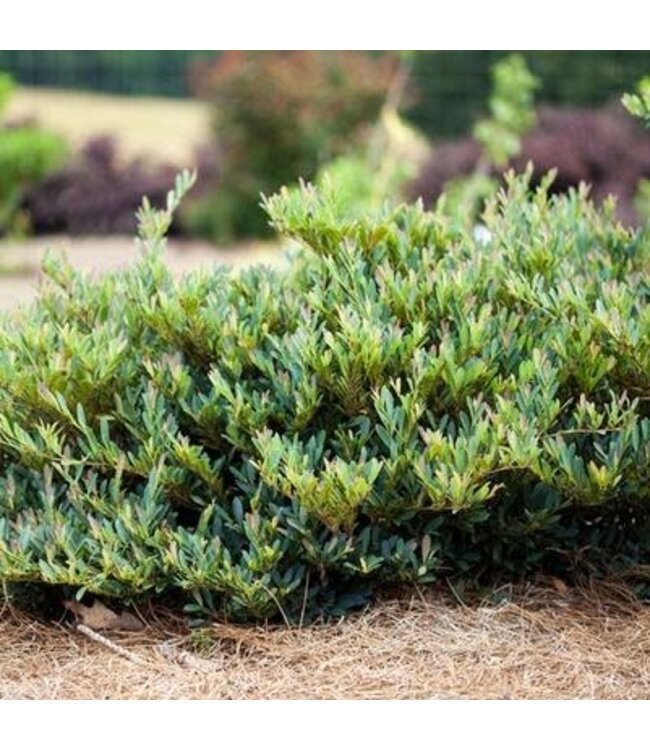 The Plant Shoppe Distylium 'Cinnamon Girl' 2G