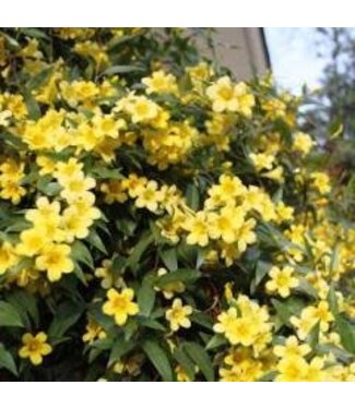 The Plant Shoppe Jessamine Carolina 3G