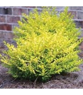 LIGUSTRUM 'SUNSHINE'