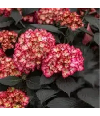 Hydrangea First Editions Eclipse  Bigleaf 2G