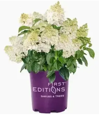 HYDRANGEA FIRST ED LITTLE HOTTIE 2G