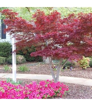 Bloodgood Japanese Maple 2G