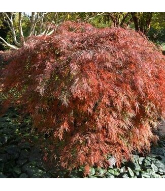 Crimson Queen Japanese Maple 2G
