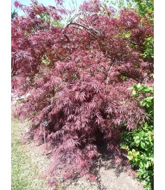'TAMUKEYAMA' Japanese Maple 2G