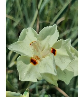 AFRICAN IRIS VARIEGATED MILKY WAY 2G