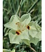 AFRICAN IRIS VARIEGATED MILKY WAY 2G