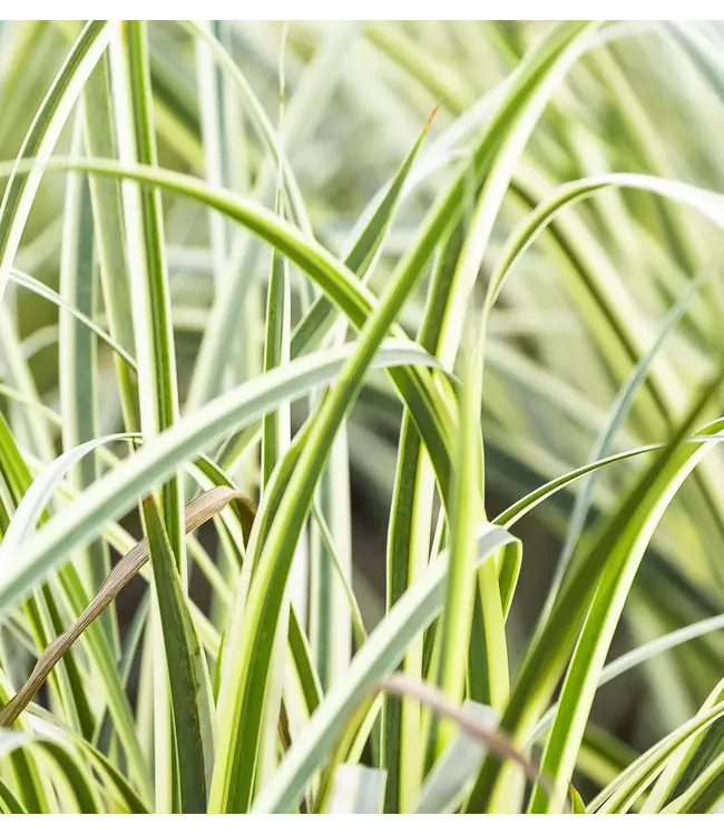 AFRICAN IRIS VARIEGATED MILKY WAY 2G