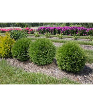 ARBORVITAE FIRST ED PLANET EARTH