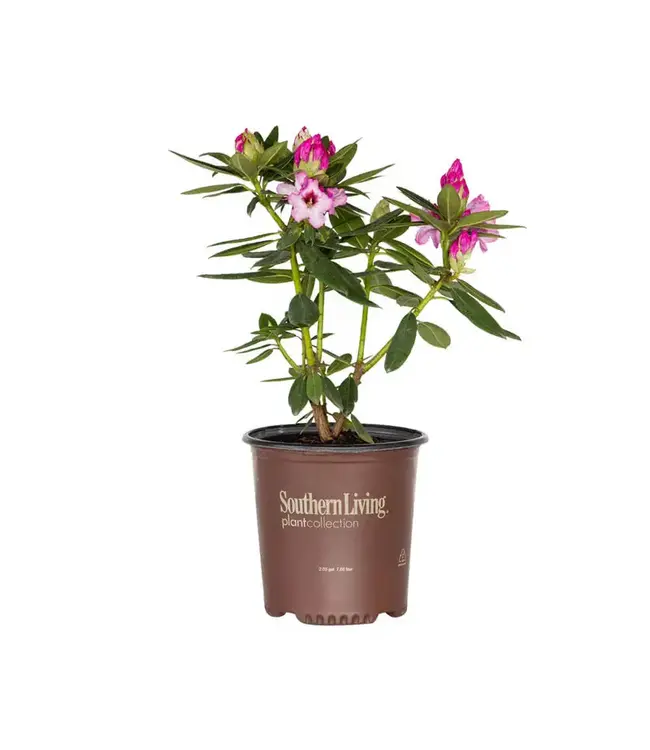 Southern Living Southgate Radiance Rhododendron #2