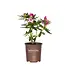Southern Living Southgate Radiance Rhododendron #2