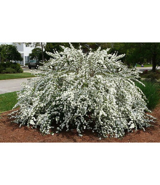 The Plant Shoppe Spirea Reeves 3G
