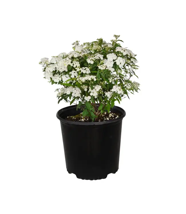 The Plant Shoppe Spirea Reeves 3G