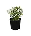 The Plant Shoppe Spirea Reeves 3G