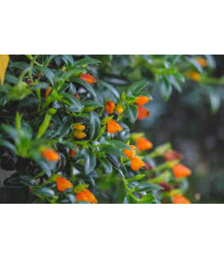 HB Goldfish Premium 6.5"