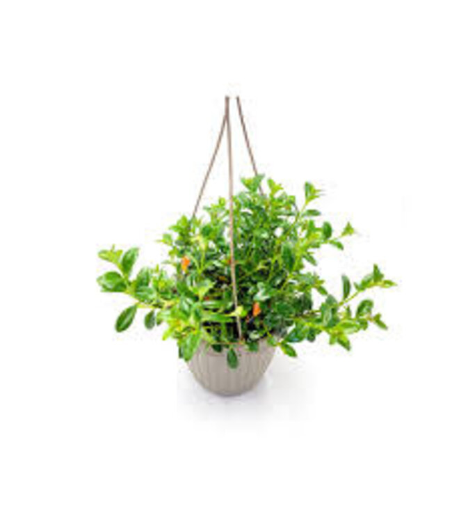 HB Goldfish Premium 6.5"