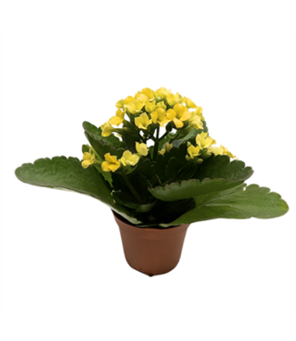 Kalanchoe Assorted 2.5"