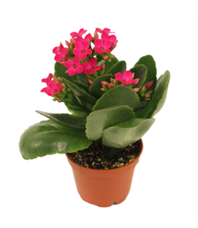 Kalanchoe Assorted 2.5"