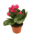Kalanchoe Assorted 2.5"