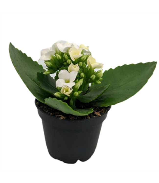 Kalanchoe Assorted 2.5"