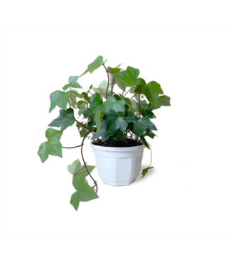 10" HB Ivy - Variegated Premium