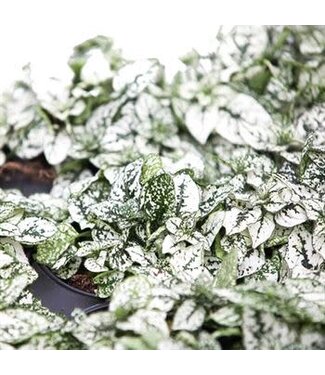 3.5" Polka Dot White