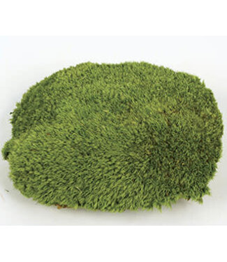 POLE MOSS PRESERVED 15" X 10" TRAY