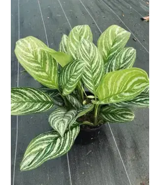 Aglaonema Stripes 10"