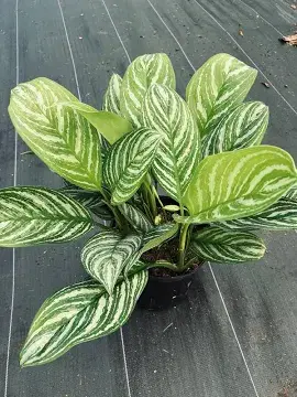 Aglaonema Stripes 10