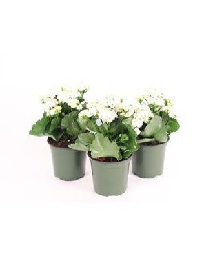 The Plant Shoppe Calandiva White 4.5"
