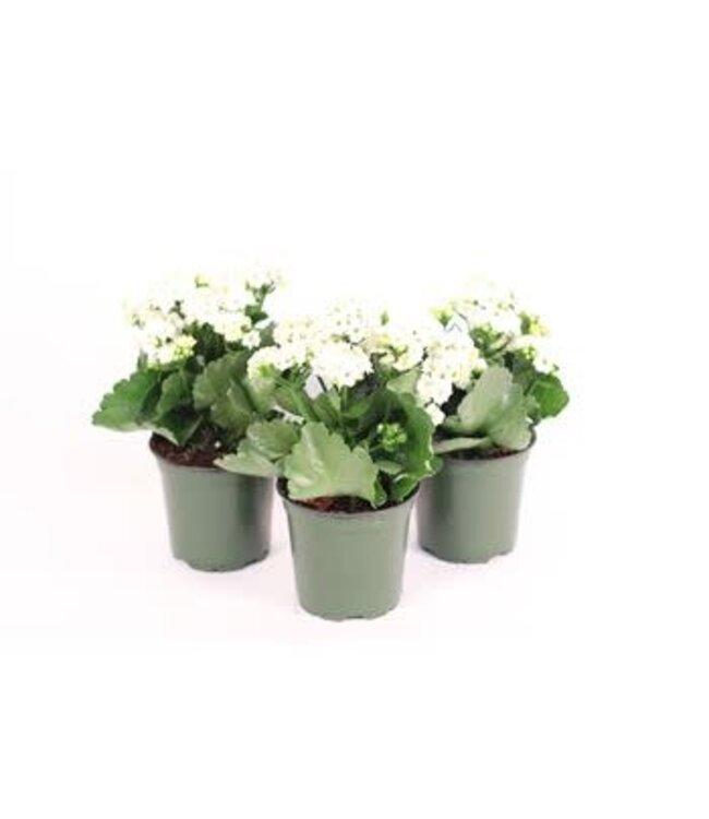 The Plant Shoppe Calandiva Assorted 4.5" - The Plant Shoppe