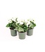 The Plant Shoppe Calandiva Assorted 4.5"