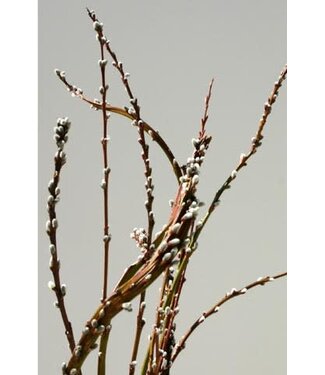 FANTAIL WILLOW 32" Single Stem