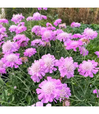 Scabiosa Pink Mist 1G