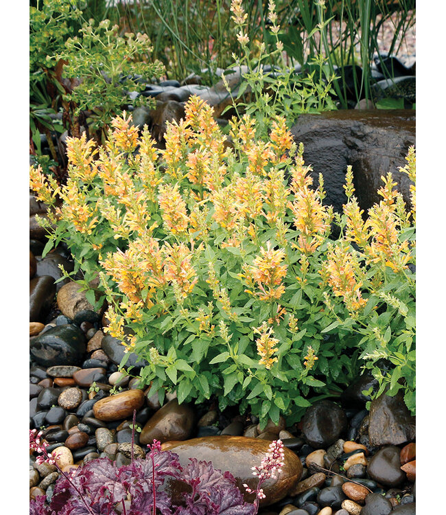 AGASTACHE POQUITO BUTTER YELLOW 1G