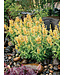 AGASTACHE POQUITO BUTTER YELLOW 1G
