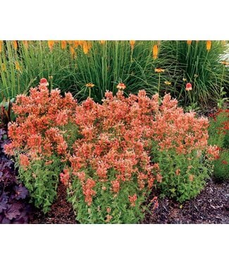AGASTACHE POQUITO ORANGE 1G